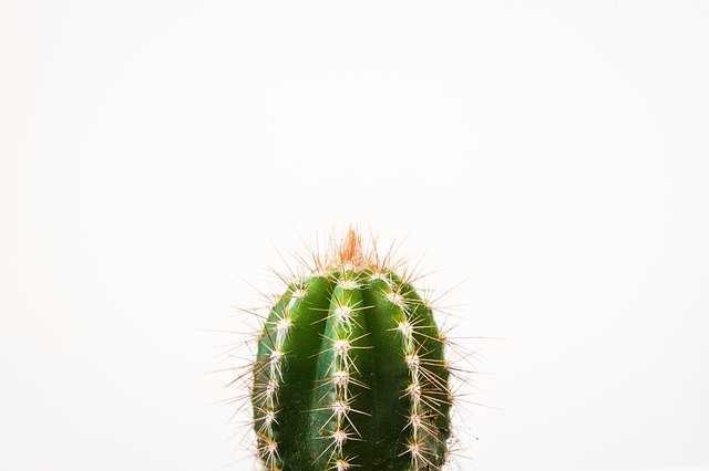 malý kaktus